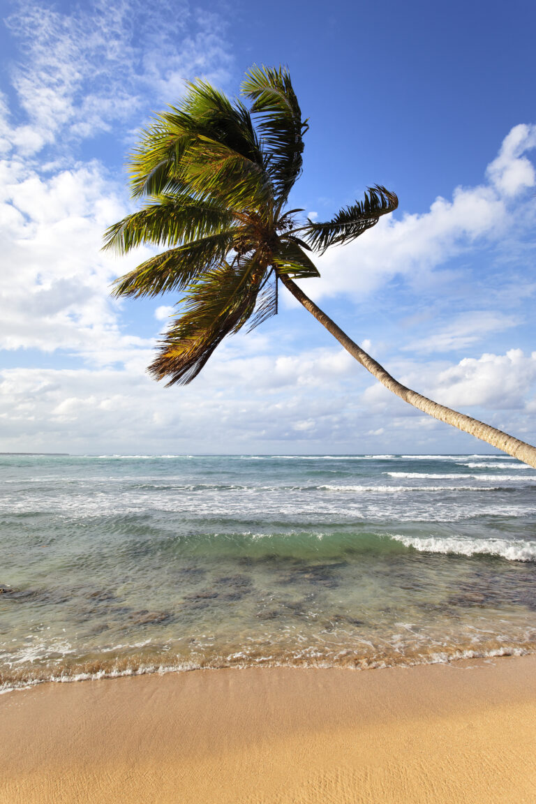 palm and clouds